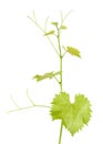 Green branch of grape vine isolated white background. Sprig with leaves of grapevine. Royalty Free Stock Photo