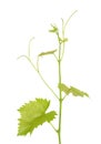 Green branch of grape vine isolated white background. Sprig with leaves of grapevine. Royalty Free Stock Photo