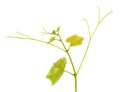 Green branch of grape vine isolated white background. Spring with leaves of grape vine Royalty Free Stock Photo