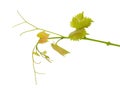 Green branch of grape vine isolated white background. Spring with leaves of grape vine Royalty Free Stock Photo