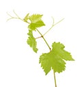 Green branch of grape vine isolated white background. Spring with leaves of grape vine Royalty Free Stock Photo