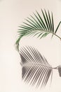Palm tree branch casts interesting shadow on wall Royalty Free Stock Photo