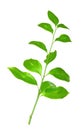 Green branch isolated Royalty Free Stock Photo