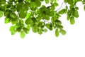 Green branch isolated Royalty Free Stock Photo