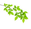 Green branch isolated Royalty Free Stock Photo