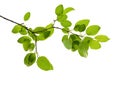 Green branch isolated Royalty Free Stock Photo