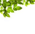 Green branch isolated Royalty Free Stock Photo