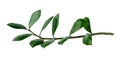 Green branch isolated on white background. Zamioculcas Royalty Free Stock Photo