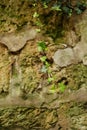 Green branch of ivy growing on the stone. twig against a stone wall