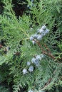 Green background with branches and leaves of Junipers Royalty Free Stock Photo