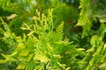 Green branch of juniperus