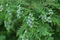 A green branch of Lawson\'s cypress blooming in the summer garden Royalty Free Stock Photo