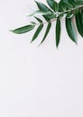 Green branch leaf on white background. Aesthetic minimal wallpaper. Winter Autumn plant composition