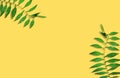 Green branch leave isolated on yellow background. summer concept.