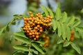 Green branch with leaves and berries of mountain ash Royalty Free Stock Photo