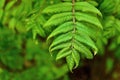 Green branch of a mountain ash Royalty Free Stock Photo