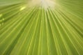 Green branch of palm tree close-up. Background texture of palm leaf. Royalty Free Stock Photo