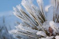 Green branch of the pine covered snow and hoarfrost against a blue sky background. Close up Royalty Free Stock Photo