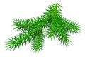 Green branch pine tree isolated on white Royalty Free Stock Photo