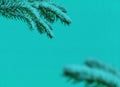 Green branch of the pine tree with snow on turquoise background Royalty Free Stock Photo