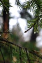 A beautiful spruce branch with pine needles.