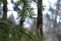 A beautiful spruce branch with pine needles.