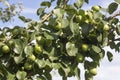 a green branch with a plentiful harvest of unripe pears after rain