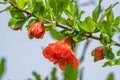 Green branch of pomegranate with bright red flowers Royalty Free Stock Photo