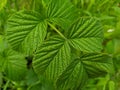 Green branch of raspberry leaves close-up Royalty Free Stock Photo