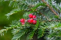 A green branch with the red berries of european yew or taxus baccata tree