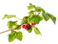 Green branch with red currant isolated on white background Royalty Free Stock Photo
