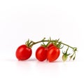 green branch with red ripe cherry tomato on a white background Royalty Free Stock Photo