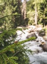 A green branch of a small spruce with needles with a young cone bud in the mountains in macro against Royalty Free Stock Photo