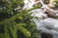 A green branch of a small spruce with a young cone bud on a blurred background of a stormy mountain river Royalty Free Stock Photo