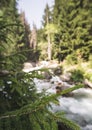 A green branch of a small spruce with a young cone bud in the mountains in macro against the background of blurry forests of pines Royalty Free Stock Photo