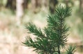 Green branch spruce, paw spruce, forest, plant