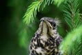 On the green branch of the tree sits a funny yellow-throated chick of a field thrush. The concept of nature. Green natural blurred