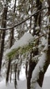 Green branch of a tree tilt due to havy snowfall.