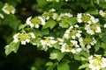 Green branch with white flowers of Viburnum vulgaris, flowering tree, green vegetative background