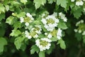 Green branch with white flowers of Viburnum vulgaris, flowering tree, green vegetative background 2