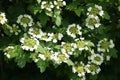 Green branch with white flowers of Viburnum vulgaris, flowering tree, green vegetative background 3