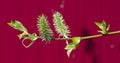 Green branch of a willow