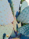 Green branched cactus closeup