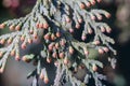 Green branches of Arborvitae or Thuja with still very small immature cones