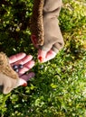 Green branches with berry of bilberry in the forest