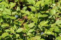 Green branches with berry of bilberry in the forest