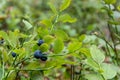 Green branches with berry of bilberry in the forest