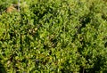 Green branches with berry of bilberry in the forest