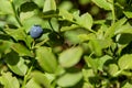 Green branches with berry of bilberry in the forest