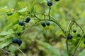 Green branches with berry of bilberry in the forest